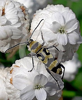 Photography of Chlorophorus varius theÂ grape wood borer beetle